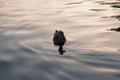 Duck swimming in a lake