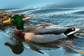 Duck swimming in lake in the fall Royalty Free Stock Photo