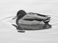 Duck swimming on the lake and reflection in the water in black and white Royalty Free Stock Photo