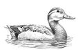 Duck swimming in the lake sketch, hand drawn in doodle style Royalty Free Stock Photo