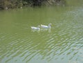 Ducks swimming in lake Royalty Free Stock Photo