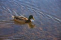 Duck swimming in lake Royalty Free Stock Photo