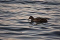 Duck swimming in lake Wannsee water in Wannsee Berlin Germany Royalty Free Stock Photo