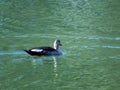 Duck swimming in a lake water. Royalty Free Stock Photo