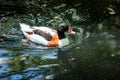 Duck swimming in a lake water. Royalty Free Stock Photo