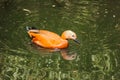 Duck swimming in a lake water. Royalty Free Stock Photo