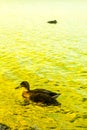 Duck swimming in the Loch Lomond lake in Luss, Scotland, UK Royalty Free Stock Photo