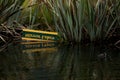 A duck swimming in the Mirror Lakes in Fiordland in the South Island of New Zealand Royalty Free Stock Photo