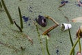 Duck swimming next to a disposable cup, in the Costanera Sur ecological reserve Royalty Free Stock Photo