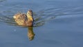 Duck swimming on Oquirrh Lake in Daybreak Utah Royalty Free Stock Photo