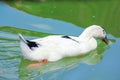 Duck swimming out of the frame with gentle ripples in his wake.