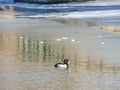 Duck swimming in a partially frozen pond