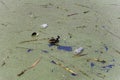 Duck swimming among plastic waste, in the Costanera Sur ecological reserve Royalty Free Stock Photo