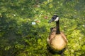 Goose swimming in a polluted lake and moss, Lake Merritt, San Francisco, California - United States of America aka USA Royalty Free Stock Photo