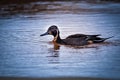 Duck swimming in the pond Royalty Free Stock Photo