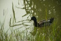 Duck swimming in a pond