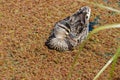 A duck swimming on a pond covered with azolla Royalty Free Stock Photo