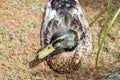 A duck swimming on a pond covered with azolla