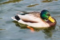 Duck is swimming in the pond. Cute mallard. Beauty of nature. Wallpaper