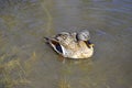 Duck swimming on a pond with green water while looking for food Royalty Free Stock Photo