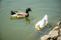 closeup photo of swimming ducks in the pond