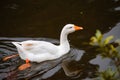 Duck swimming in a pond