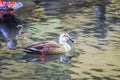 Duck swimming pond Yamato-shi,Kanagawa Royalty Free Stock Photo