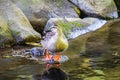 Duck swimming pond Yamato-shi,Kanagawa Royalty Free Stock Photo