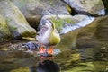 Duck swimming pond Yamato-shi,Kanagawa Royalty Free Stock Photo