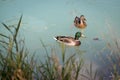 Duck are swimming in a river, blue water and blurry copse Royalty Free Stock Photo