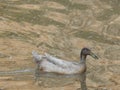 Duck swimming in the river in cottonwood Arizona