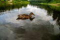 Duck swimming in the river in Latvia Royalty Free Stock Photo