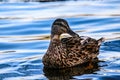 Duck Royalty Free Stock Photo