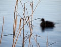 Duck swimming on a river with a reed in the foreground