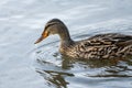 Duck swimming in river in search of food.