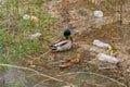 Duck swimming in a river with waste bottles, plastic pollution