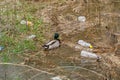 Duck swimming in a river with waste bottles, plastic pollution Royalty Free Stock Photo