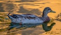 Duck swimming on golden pond