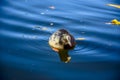 Duck swimming in the Serpentine lake in Hyde Park, England Royalty Free Stock Photo