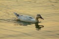 duck swimming silhouette dusk Royalty Free Stock Photo