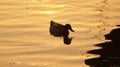 duck swimming silhouette dusk Royalty Free Stock Photo