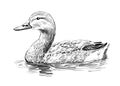 Duck Swimming Sketch Hand Drawn Vector Royalty Free Stock Photo