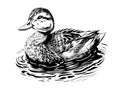 Duck swimming sketch painted vector illustration hunting