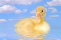 Duck Swimming in the Water Royalty Free Stock Photo