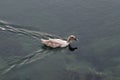 Duck swimming on water