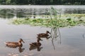 Water Lilly pond with ducks, summer country side landscape Royalty Free Stock Photo