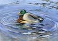 A duck swimming in water realistic watercolor illustration Royalty Free Stock Photo