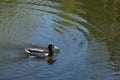 A duck swims across some pond ripples Royalty Free Stock Photo