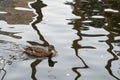 A duck swims across some pond ripples