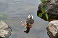 A duck swims across some pond ripples Royalty Free Stock Photo